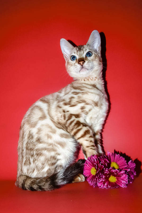 Bruno | Bengal Kitten