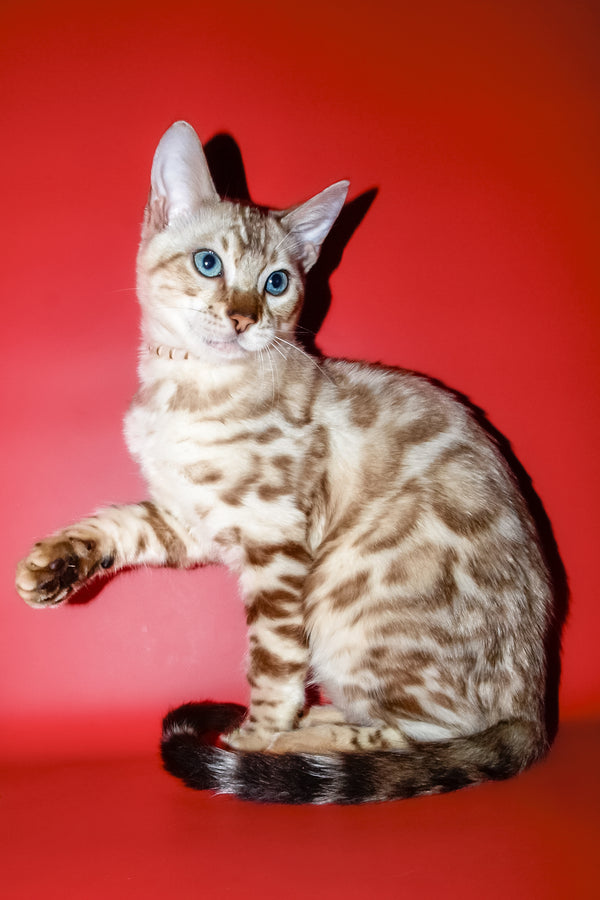 Bruno | Bengal Kitten