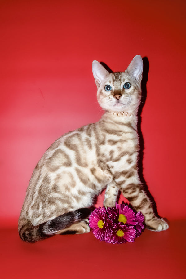 Bruno | Bengal Kitten