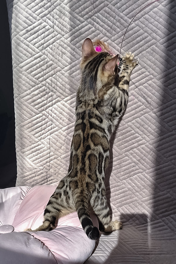 Bruno | Bengal Kitten