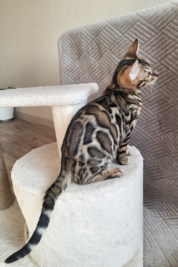 Bruno | Bengal Kitten