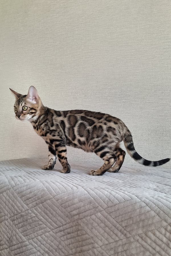 Bruno | Bengal Kitten