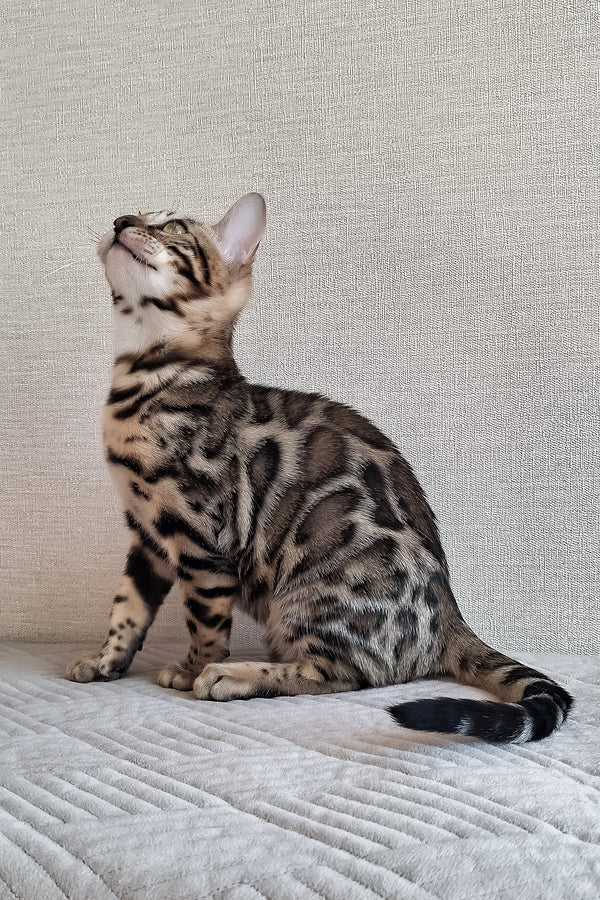 Bruno | Bengal Kitten
