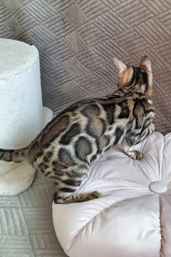 Bruno | Bengal Kitten