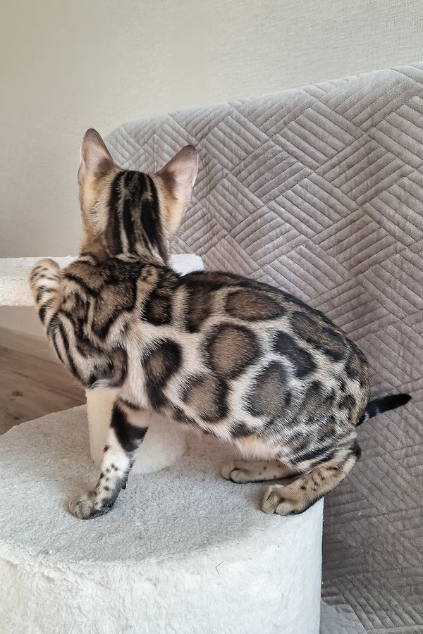 Bruno | Bengal Kitten
