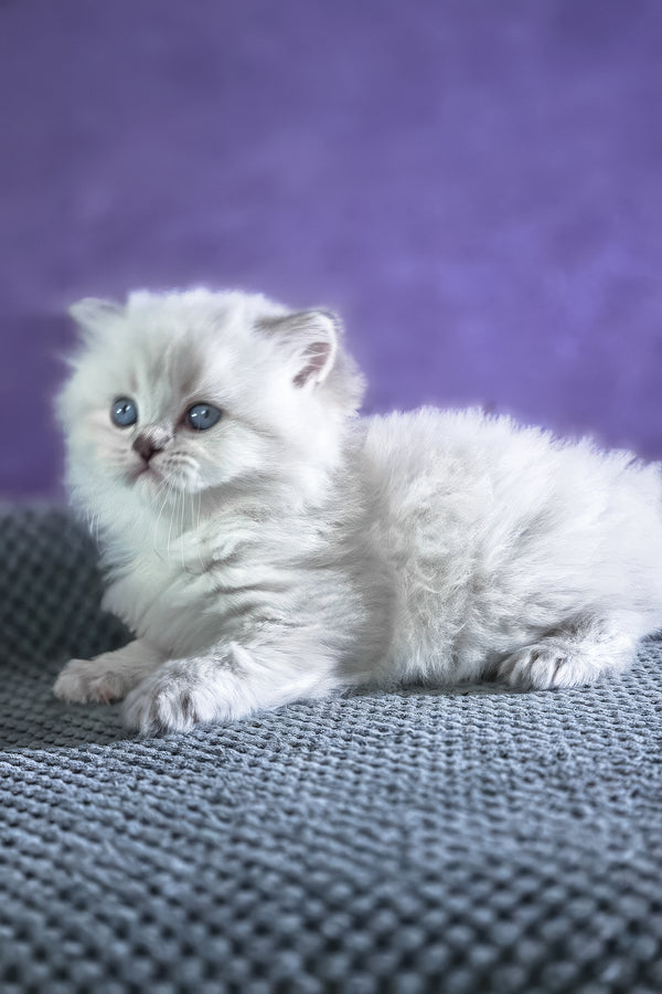 Bruno | Scottish Straight Longhair Kitten