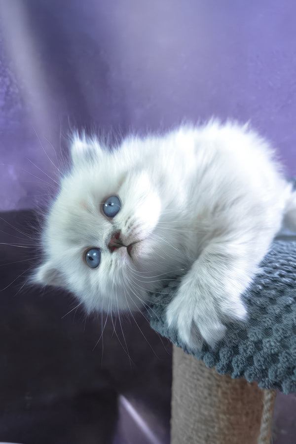 Bruno | Scottish Straight Longhair Kitten