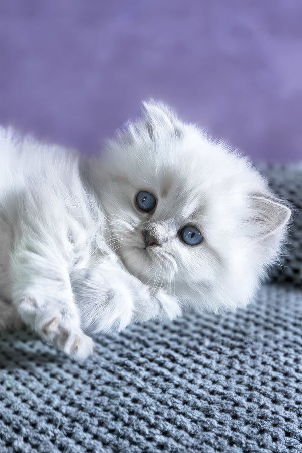 Bruno | Scottish Straight Longhair Kitten