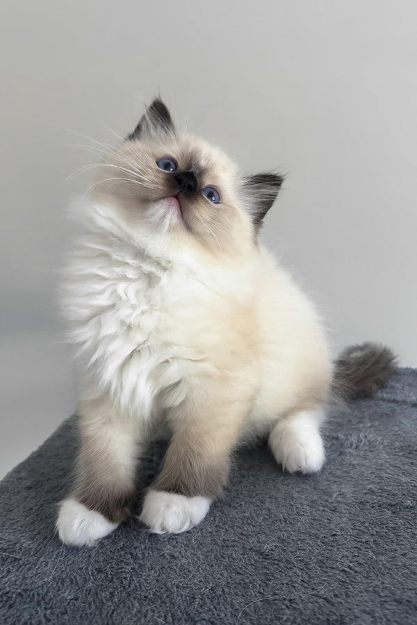 Buccee | Ragdoll Kitten