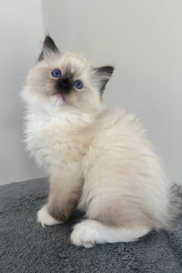 Buccee | Ragdoll Kitten