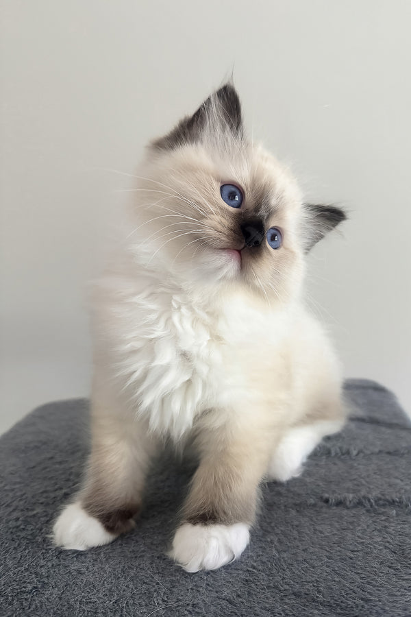 Buccee | Ragdoll Kitten