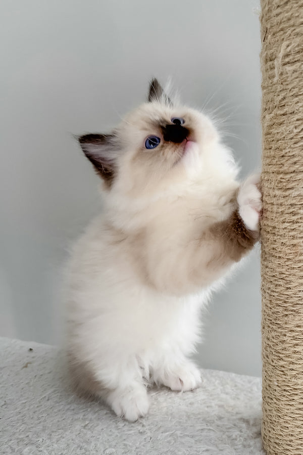 Buccee | Ragdoll Kitten