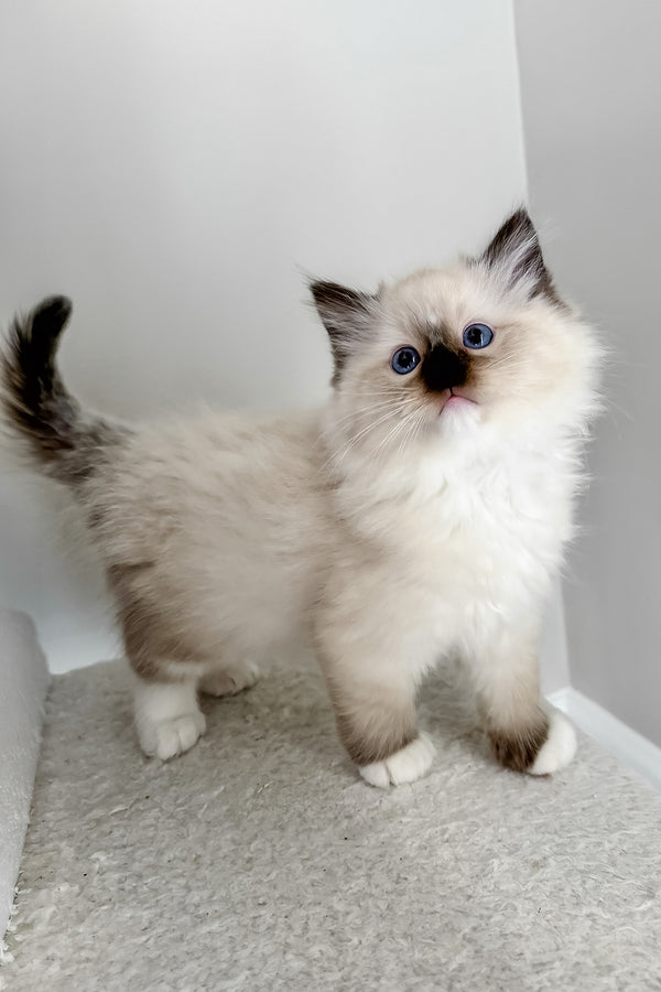 Buccee | Ragdoll Kitten