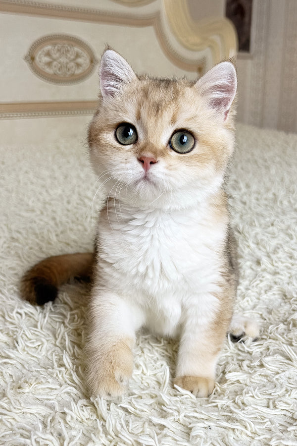 Buffy | British Shorthair Kitten
