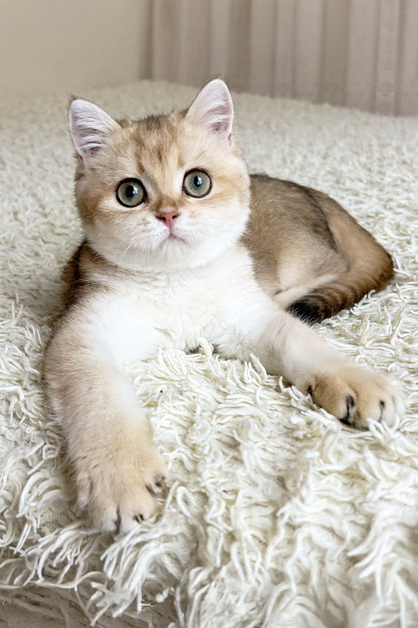 Buffy | British Shorthair Kitten