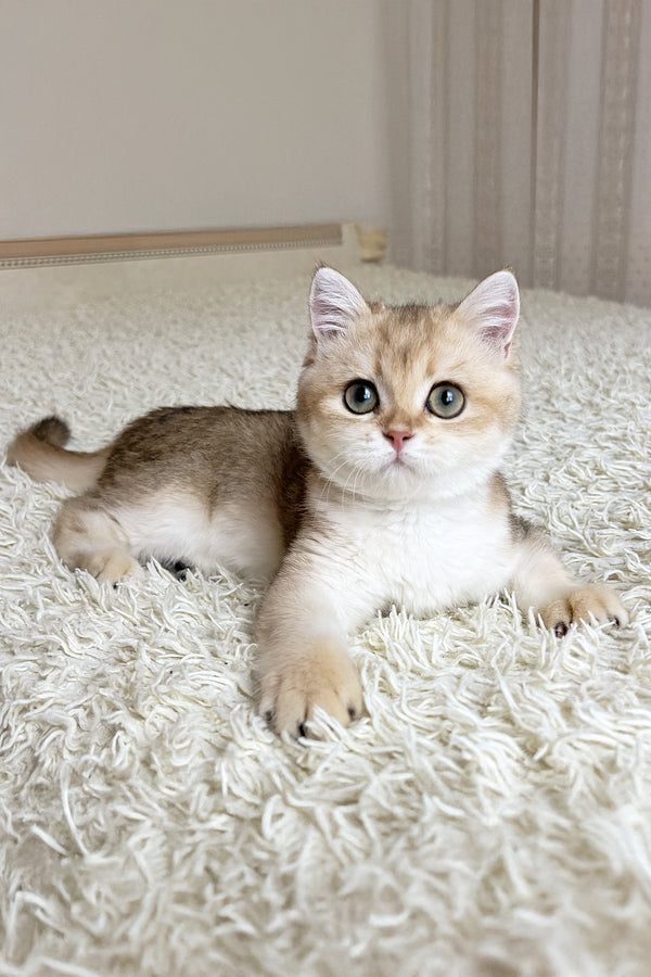 Buffy | British Shorthair Kitten