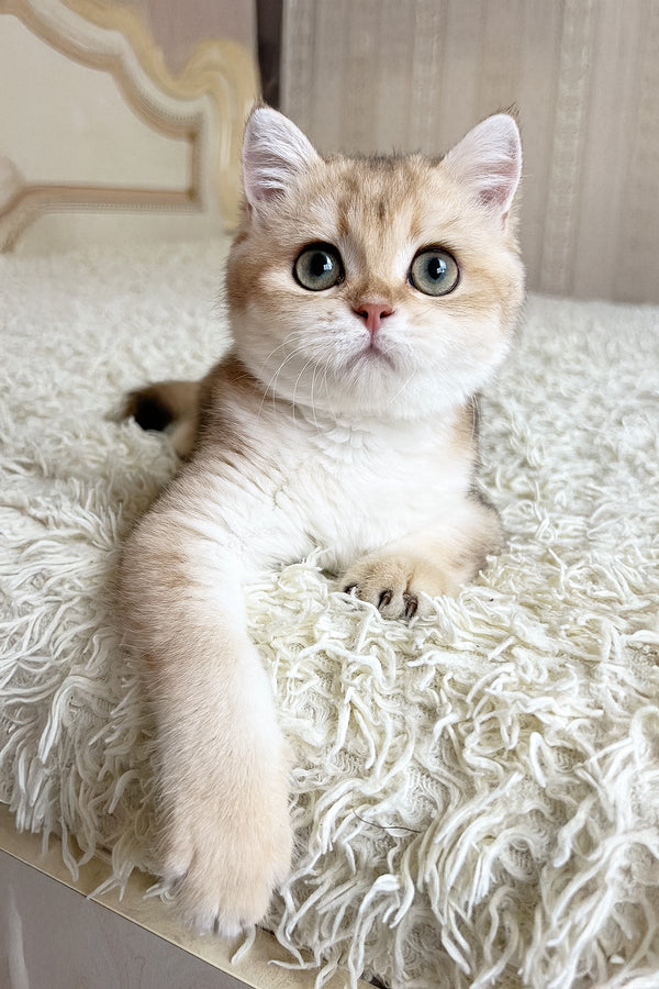 Buffy | British Shorthair Kitten