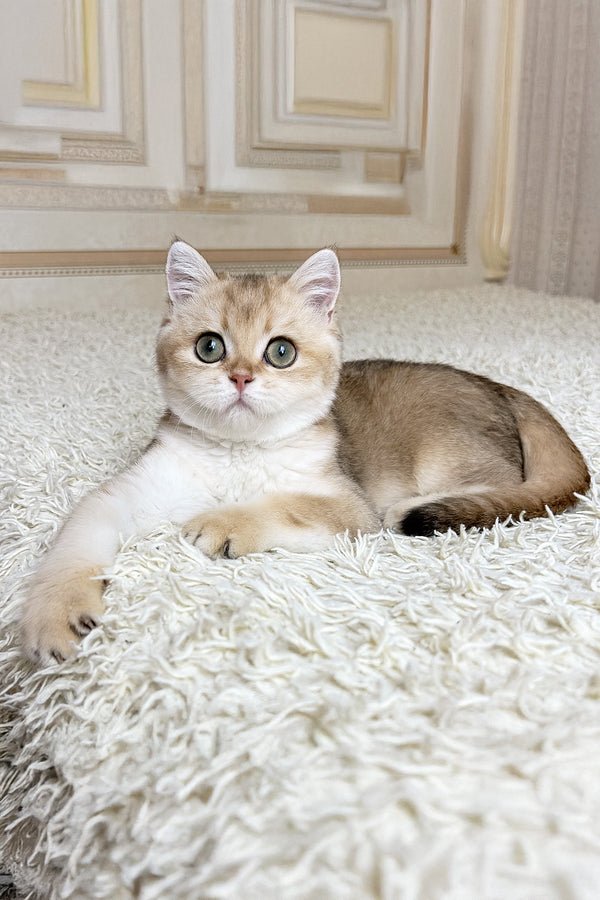 Buffy | British Shorthair Kitten