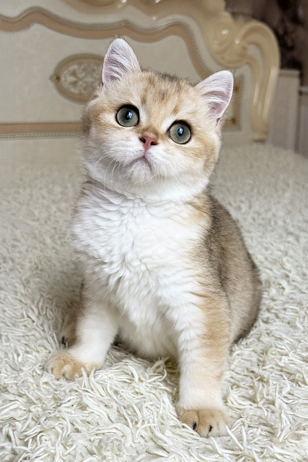 Buffy | British Shorthair Kitten