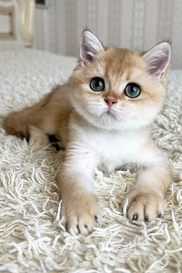 Buffy | British Shorthair Kitten
