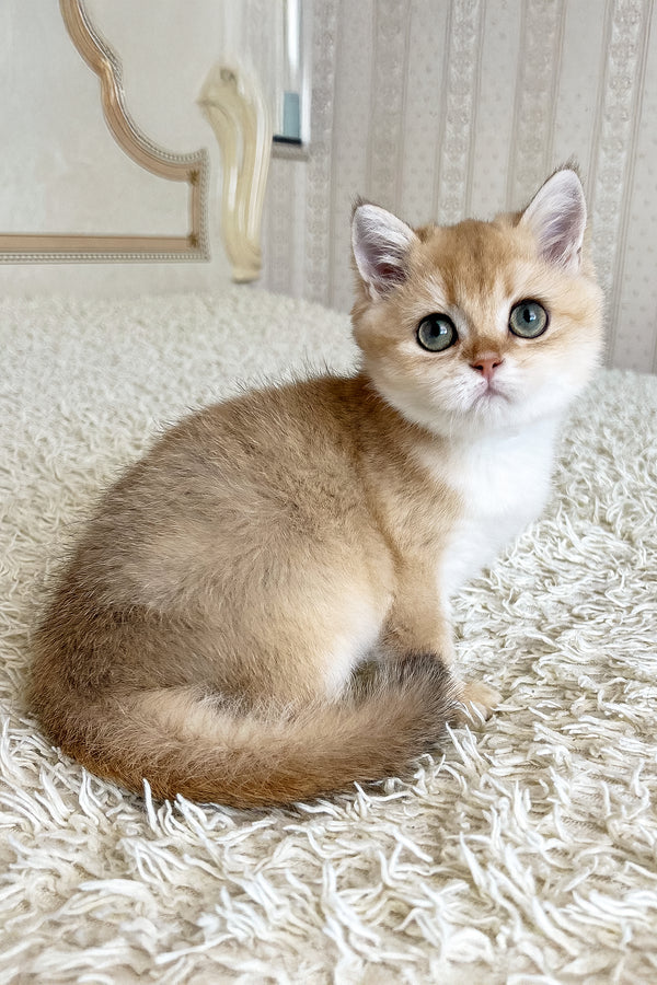 Buffy | British Shorthair Kitten