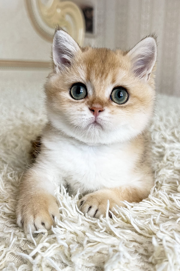 Buffy | British Shorthair Kitten