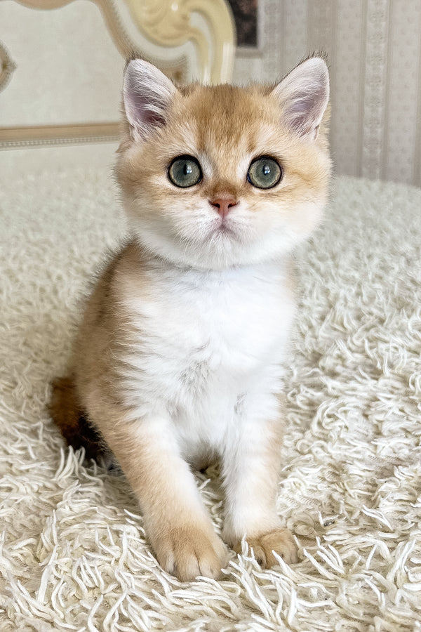 Buffy | British Shorthair Kitten
