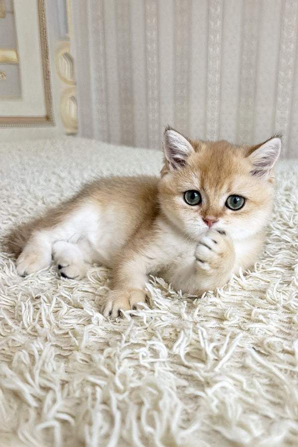 Buffy | British Shorthair Kitten