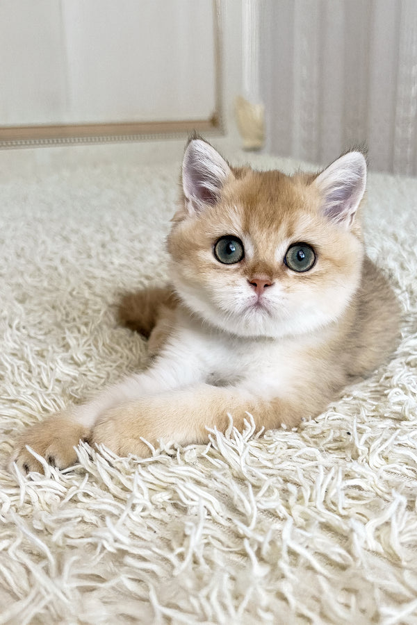 Buffy | British Shorthair Kitten