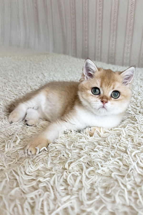 Buffy | British Shorthair Kitten