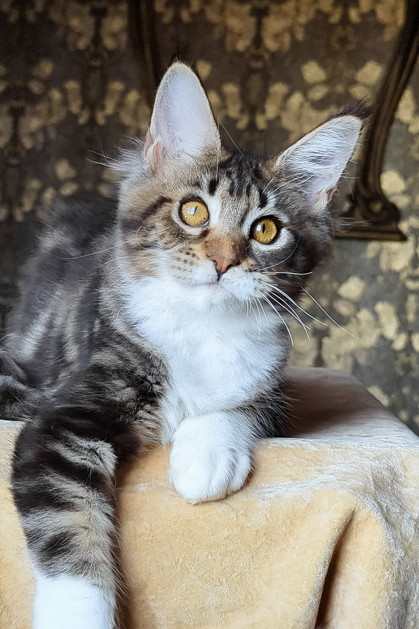 Bulochka | Maine Coon Kitten