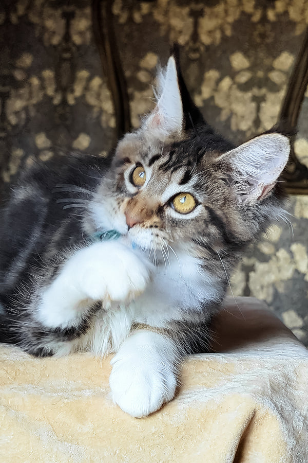 Bulochka | Maine Coon Kitten