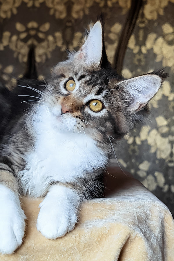 Bulochka | Maine Coon Kitten
