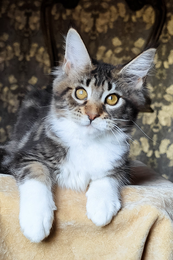 Bulochka | Maine Coon Kitten