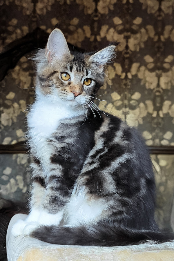 Bulochka | Maine Coon Kitten