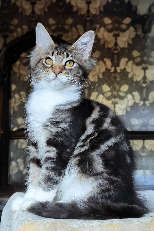 Bulochka | Maine Coon Kitten