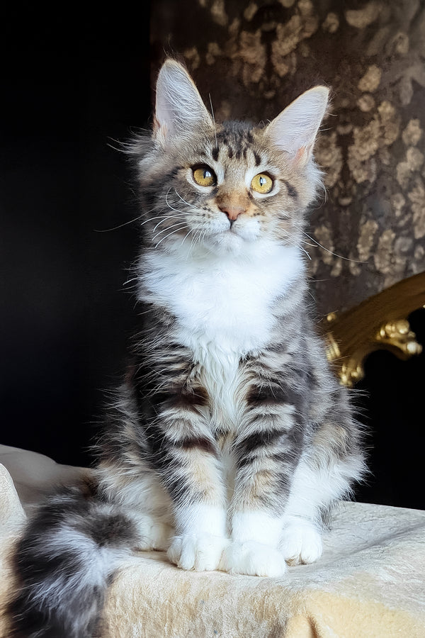 Bulochka | Maine Coon Kitten
