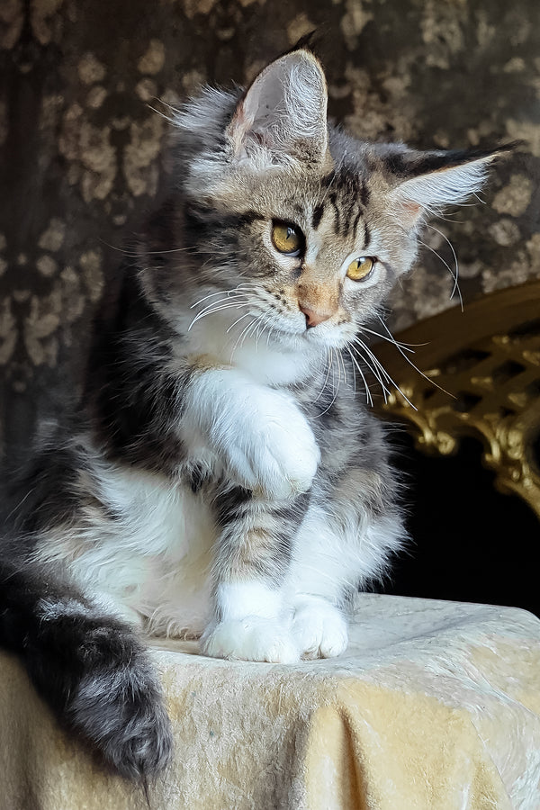 Bulochka | Maine Coon Kitten