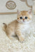 Busia | British Shorthair Kitten
