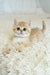 Busia | British Shorthair Kitten