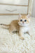 Busia | British Shorthair Kitten