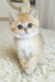 Busia | British Shorthair Kitten