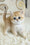 Busia | British Shorthair Kitten