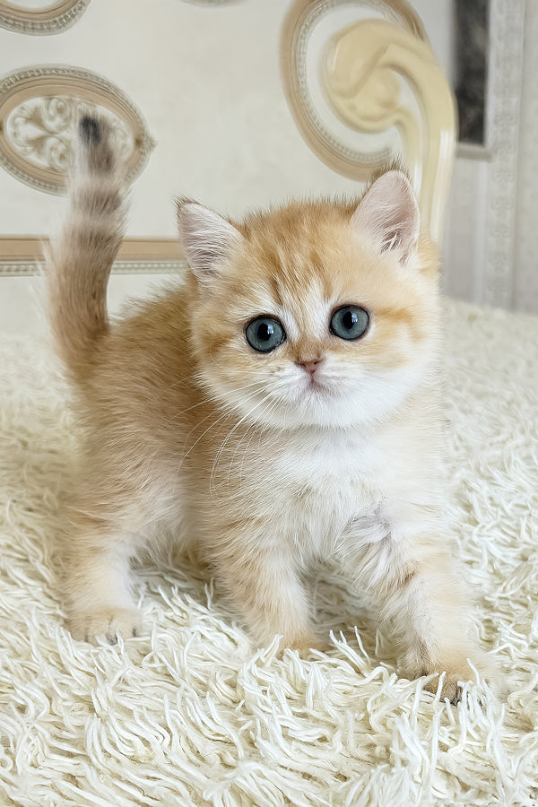 Busia | British Shorthair Kitten