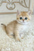 Busia | British Shorthair Kitten