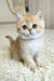 Busia | British Shorthair Kitten