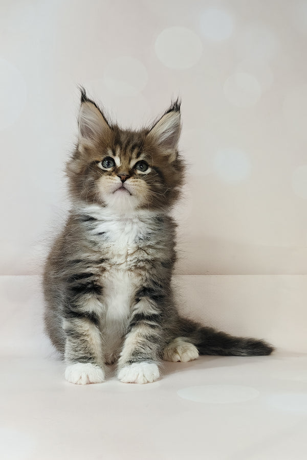 Business | Maine Coon Kitten