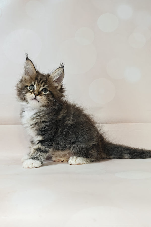 Business | Maine Coon Kitten