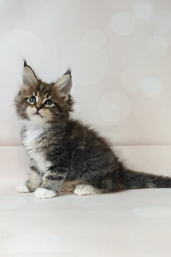 Business | Maine Coon Kitten