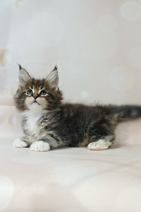 Business | Maine Coon Kitten